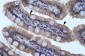 SMPDL3B antibody - N-terminal region